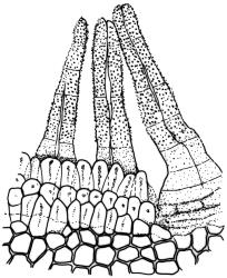 Ptychomitrium australe, peristome detail. Drawn from J.T. Linzey 3435, CHR 545821.
 Image: R.C. Wagstaff © Landcare Research 2018 CC BY-NC 3.0 NZ